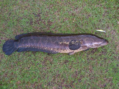 f:id:puchitenshi:20121107021659j:image f:id:puchitenshi:20121107021659j:image