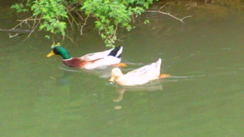 f:id:puchitenshi:20130328022250j:image f:id:puchitenshi:20130328022250j:image