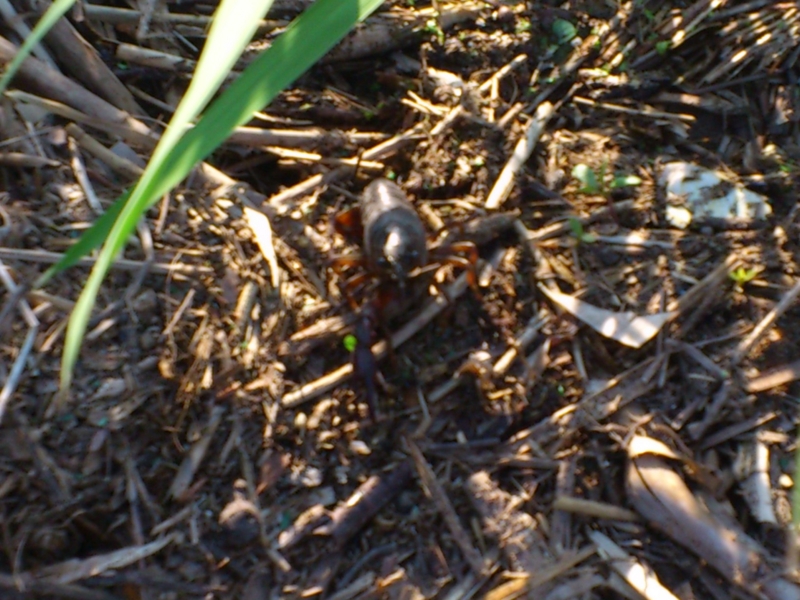 f:id:puchitenshi:20130426171245j:image