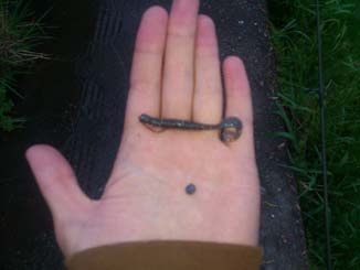 f:id:puchitenshi:20130501013021j:image f:id:puchitenshi:20130501013021j:image