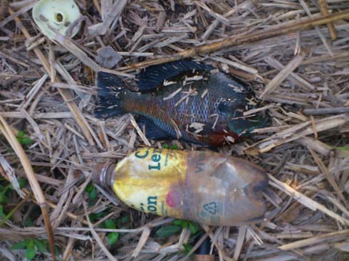 f:id:puchitenshi:20130504022714j:image