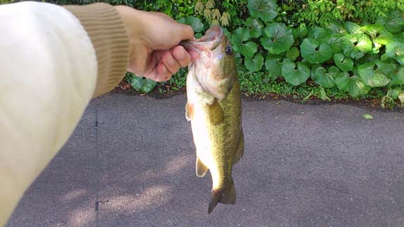 f:id:puchitenshi:20130525005434j:image