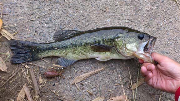 f:id:puchitenshi:20130625172409j:image f:id:puchitenshi:20130625172409j:image