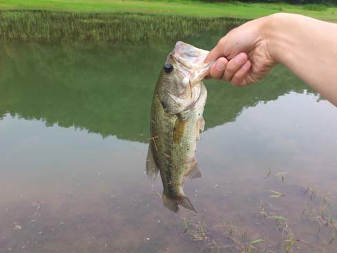 f:id:puchitenshi:20130626094326j:image f:id:puchitenshi:20130626094326j:image