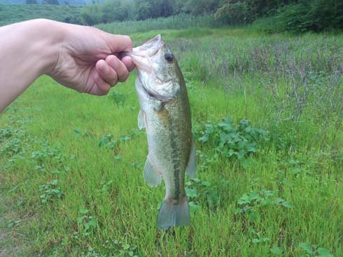 f:id:puchitenshi:20130626094334j:image f:id:puchitenshi:20130626094334j:image