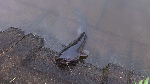 f:id:puchitenshi:20130628213012j:image f:id:puchitenshi:20130628213012j:image