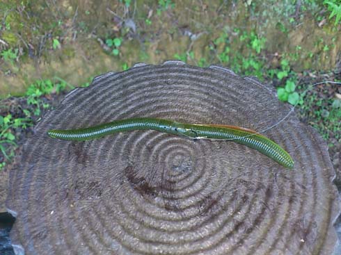 f:id:puchitenshi:20130714190222j:image f:id:puchitenshi:20130714190222j:image