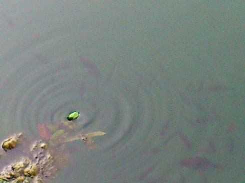 f:id:puchitenshi:20130714190324j:image f:id:puchitenshi:20130714190324j:image