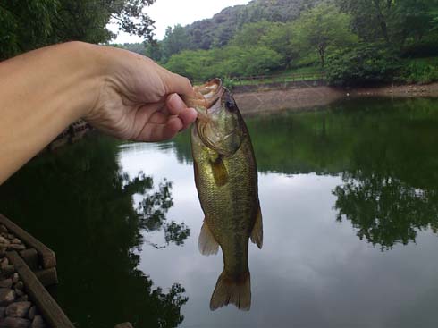 f:id:puchitenshi:20130730154409j:image