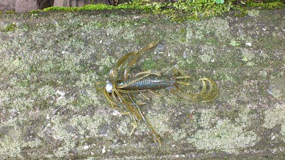 f:id:puchitenshi:20130730162113j:image