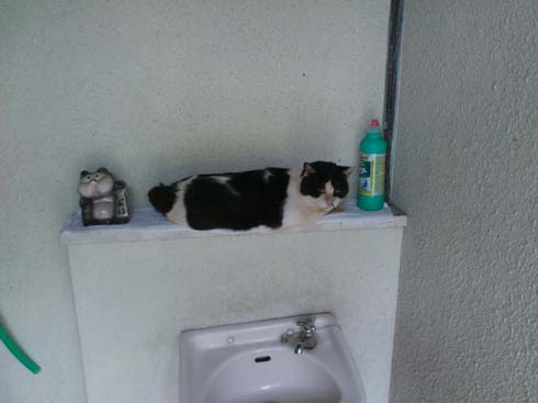 f:id:puchitenshi:20130803235842j:image