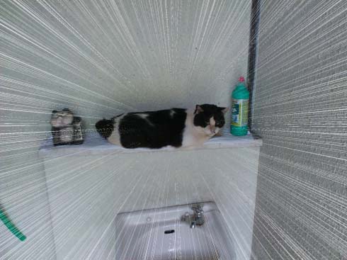 f:id:puchitenshi:20130803235907j:image