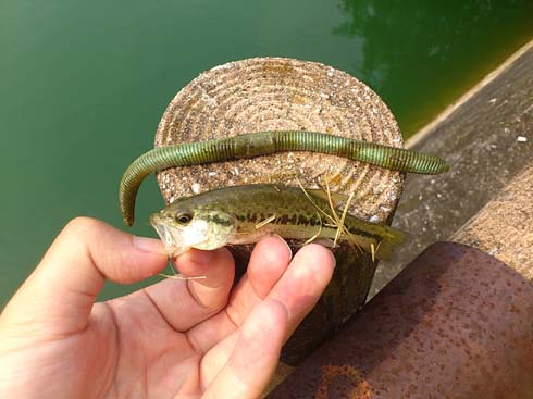 f:id:puchitenshi:20130804000002j:image