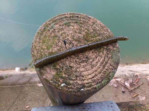 f:id:puchitenshi:20130804000043j:image