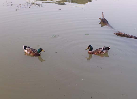 f:id:puchitenshi:20130814012107j:image f:id:puchitenshi:20130814012107j:image