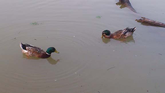 f:id:puchitenshi:20130814012117j:image f:id:puchitenshi:20130814012117j:image