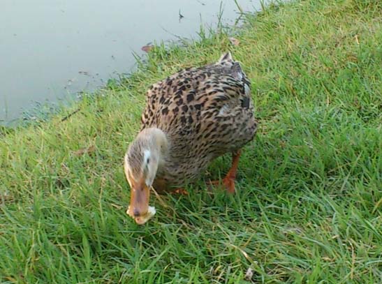 f:id:puchitenshi:20130814012131j:image f:id:puchitenshi:20130814012131j:image