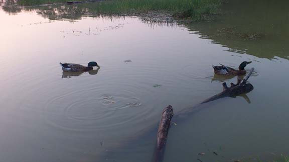 f:id:puchitenshi:20130814012149j:image f:id:puchitenshi:20130814012149j:image