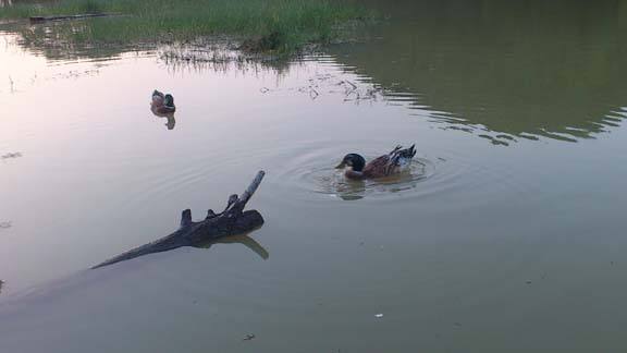 f:id:puchitenshi:20130814012200j:image f:id:puchitenshi:20130814012200j:image