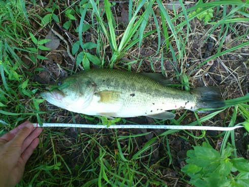 f:id:puchitenshi:20130815001536j:image f:id:puchitenshi:20130815001536j:image