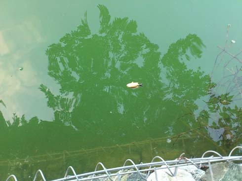 f:id:puchitenshi:20130815001545j:image f:id:puchitenshi:20130815001545j:image