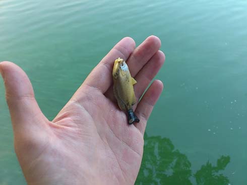 f:id:puchitenshi:20130815001554j:image f:id:puchitenshi:20130815001554j:image