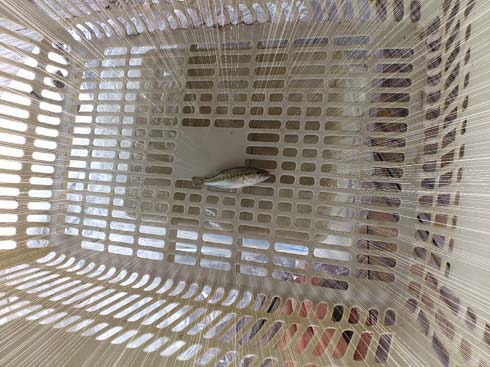 f:id:puchitenshi:20130818090647j:image