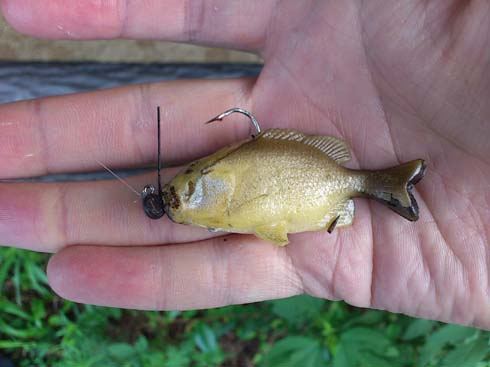 f:id:puchitenshi:20130828052006j:image