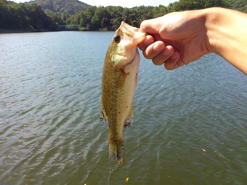 f:id:puchitenshi:20130924195725j:image