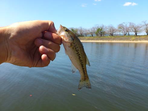 f:id:puchitenshi:20130924200006j:image