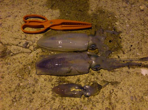 f:id:puchitenshi:20131002055134j:image f:id:puchitenshi:20131002055134j:image