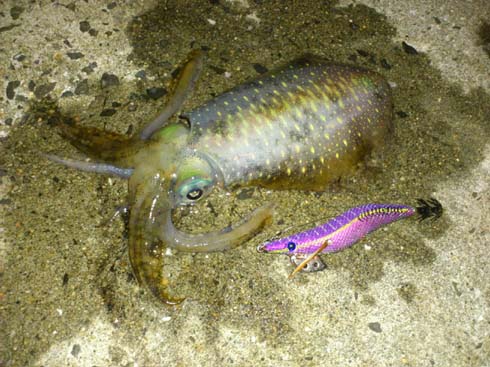 f:id:puchitenshi:20131005215723j:image f:id:puchitenshi:20131005215723j:image