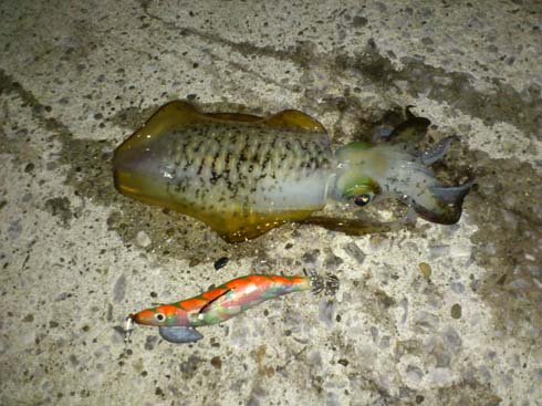 f:id:puchitenshi:20131006154621j:image f:id:puchitenshi:20131006154621j:image