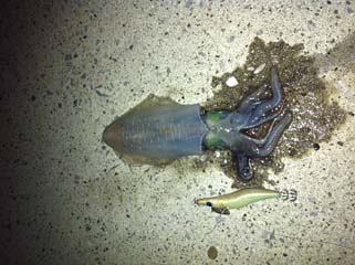 f:id:puchitenshi:20131006154632j:image f:id:puchitenshi:20131006154632j:image