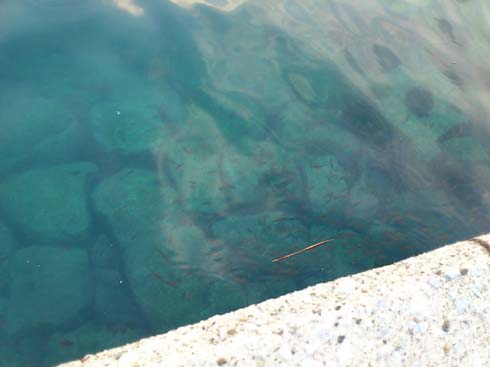 f:id:puchitenshi:20131006154959j:image f:id:puchitenshi:20131006154959j:image