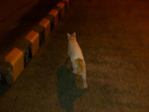 f:id:puchitenshi:20131013212040j:image f:id:puchitenshi:20131013212040j:image