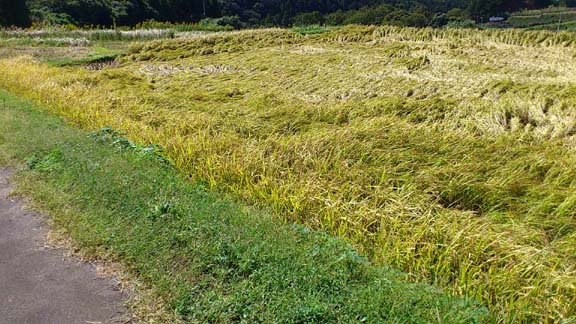 f:id:puchitenshi:20131015225131j:image