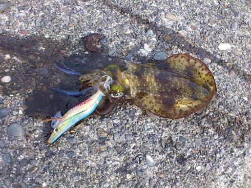 f:id:puchitenshi:20131022095858j:image f:id:puchitenshi:20131022095858j:image