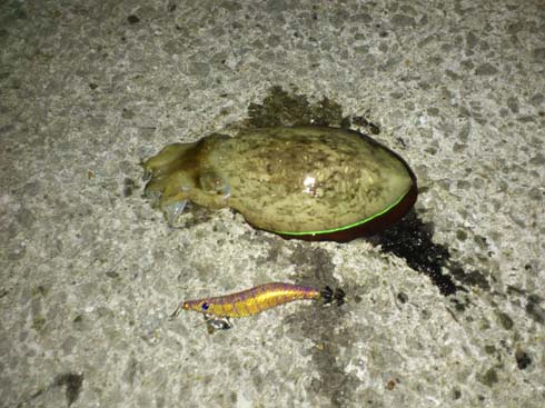 f:id:puchitenshi:20131024142942j:image