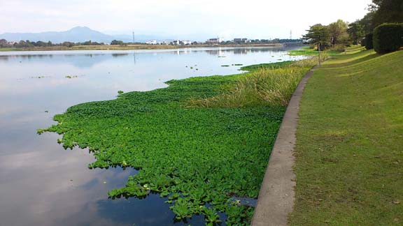 f:id:puchitenshi:20131205024723j:image