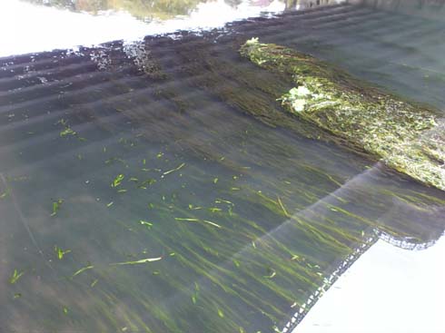 f:id:puchitenshi:20131205024803j:image