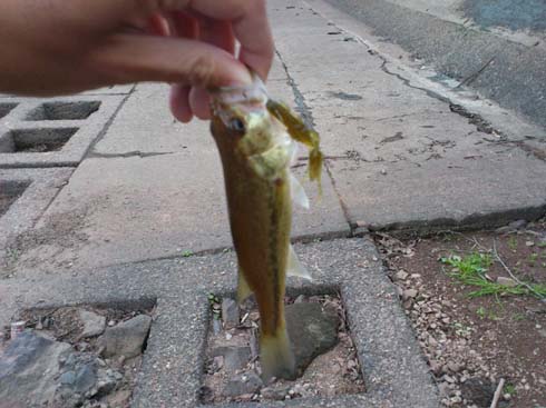 f:id:puchitenshi:20131205024936j:image