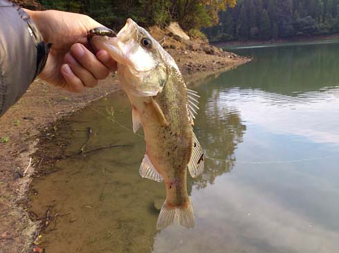 f:id:puchitenshi:20131208000502j:image f:id:puchitenshi:20131208000502j:image