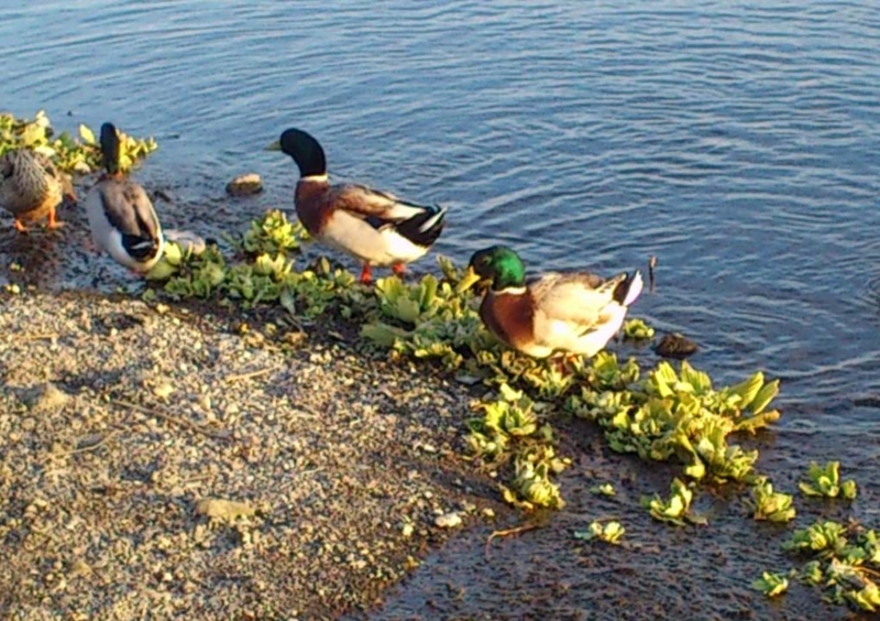 f:id:puchitenshi:20140201003940j:image