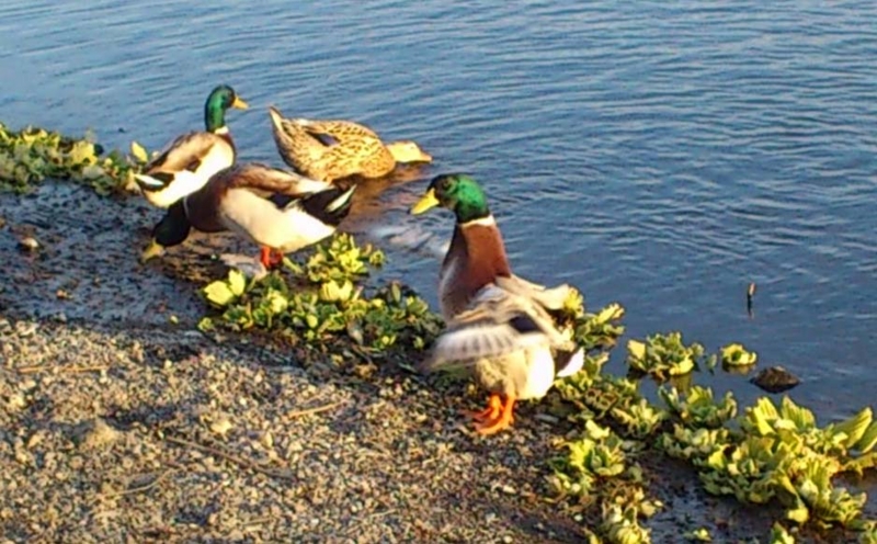 f:id:puchitenshi:20140201003950j:image