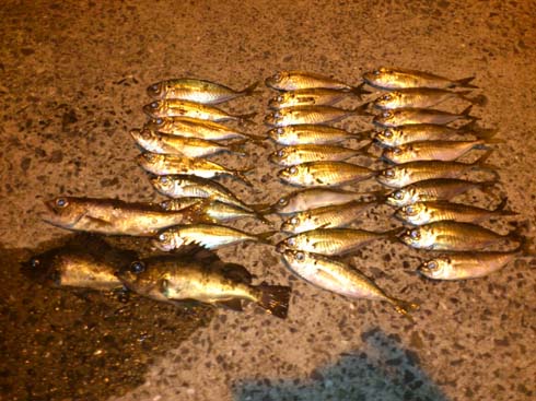 f:id:puchitenshi:20140201214028j:image f:id:puchitenshi:20140201214028j:image