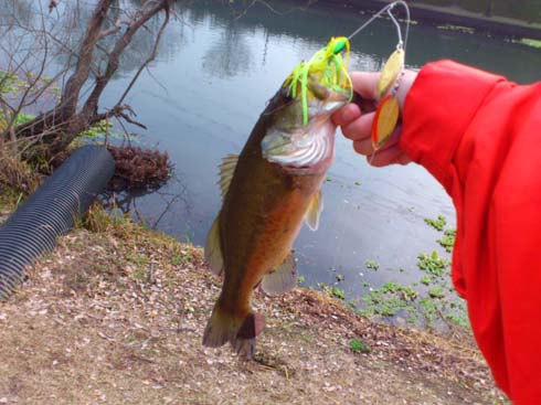 f:id:puchitenshi:20140202234232j:image f:id:puchitenshi:20140202234232j:image