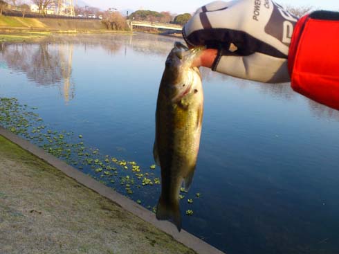 f:id:puchitenshi:20140306002600j:image