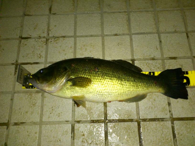 f:id:puchitenshi:20140323211714j:image