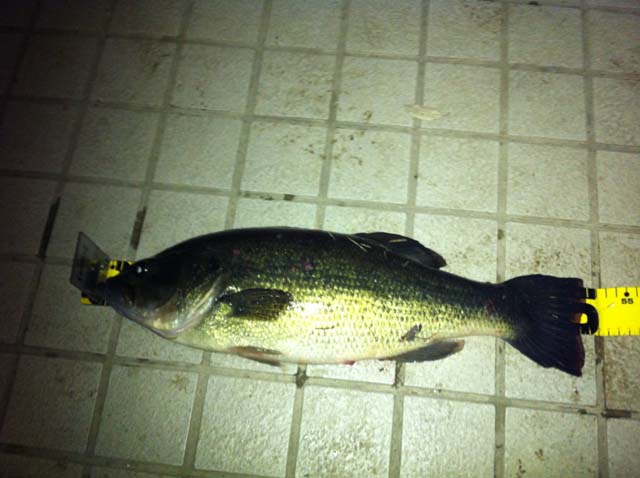 f:id:puchitenshi:20140323211840j:image